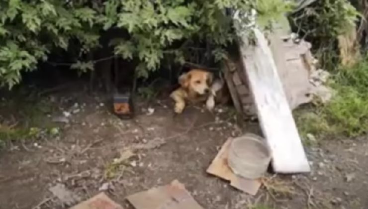 Cagnolina trovata sotto cespuglio