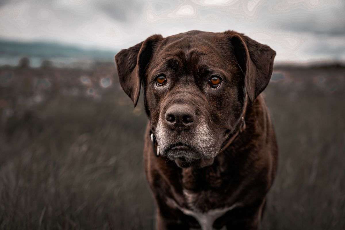 Cane veglia sulla padroncina