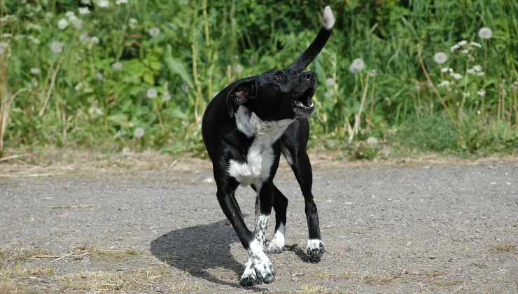 Cane abbaia per la strada 