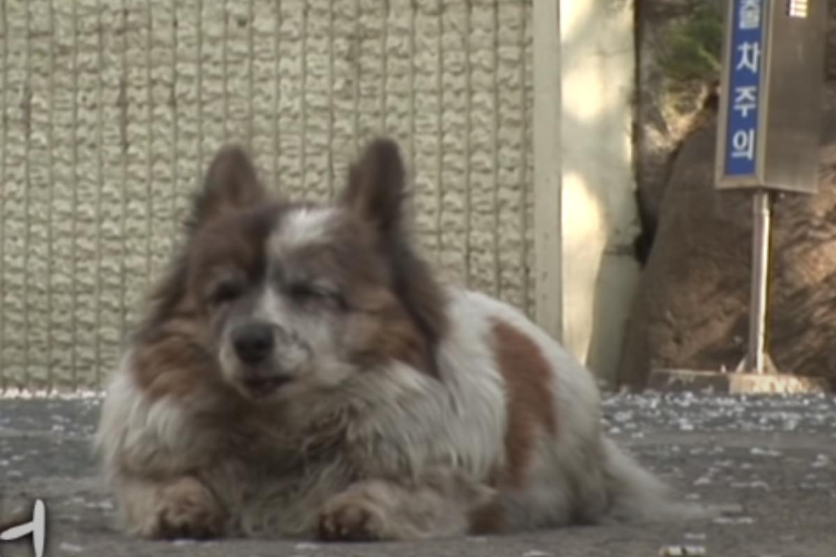 cane aspetta 10 anni