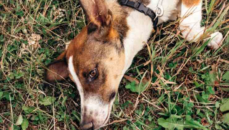 Cane caduto su un fianco