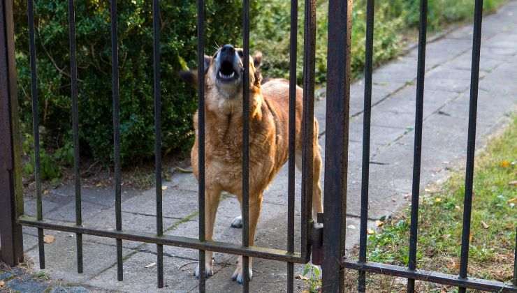 cane al cancello che abbaia
