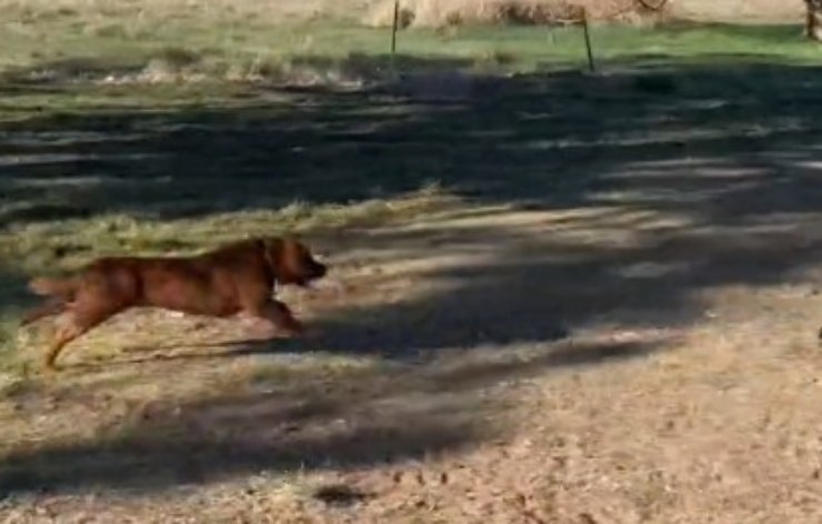 Il cane che cambia marcia e inizia a correre