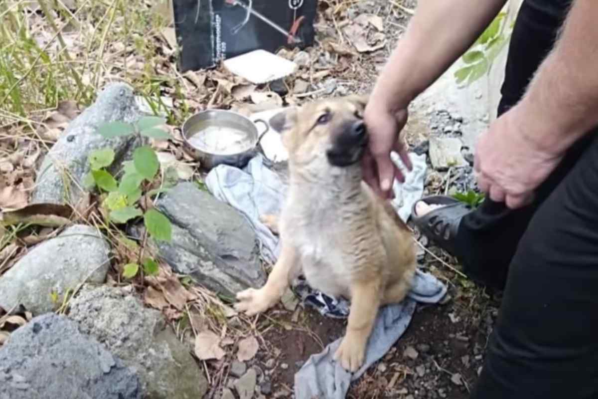 cucciolo trascinato zampe