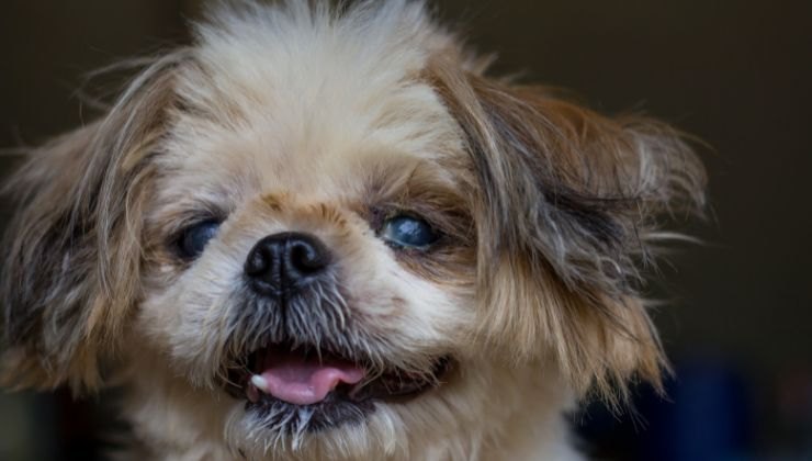 Cagnolino con occhio gonfio