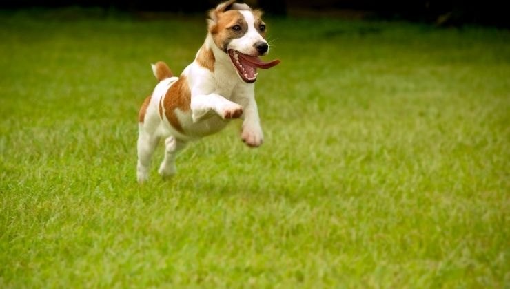 Cane felice in un prato