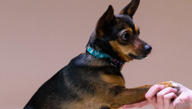 cane dà la zampa ad una persona