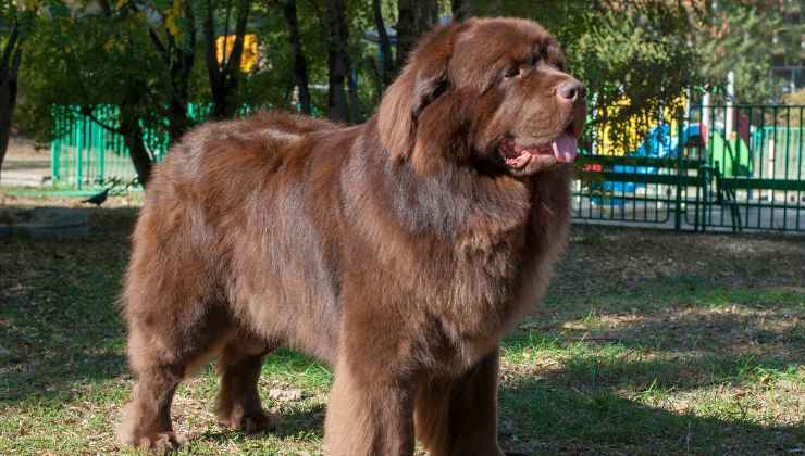 Cane di taglia gigante