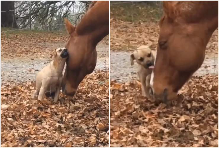 L'amicizia tra cane e cavallo