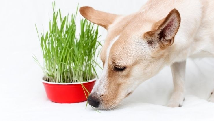 Cane e erba gatta