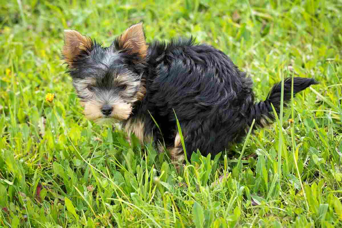 Cane fa i suoi bisogni