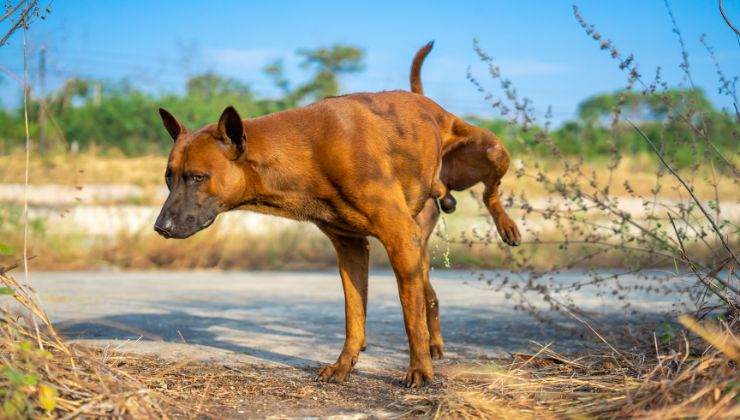 Cane fa pipì per la strada