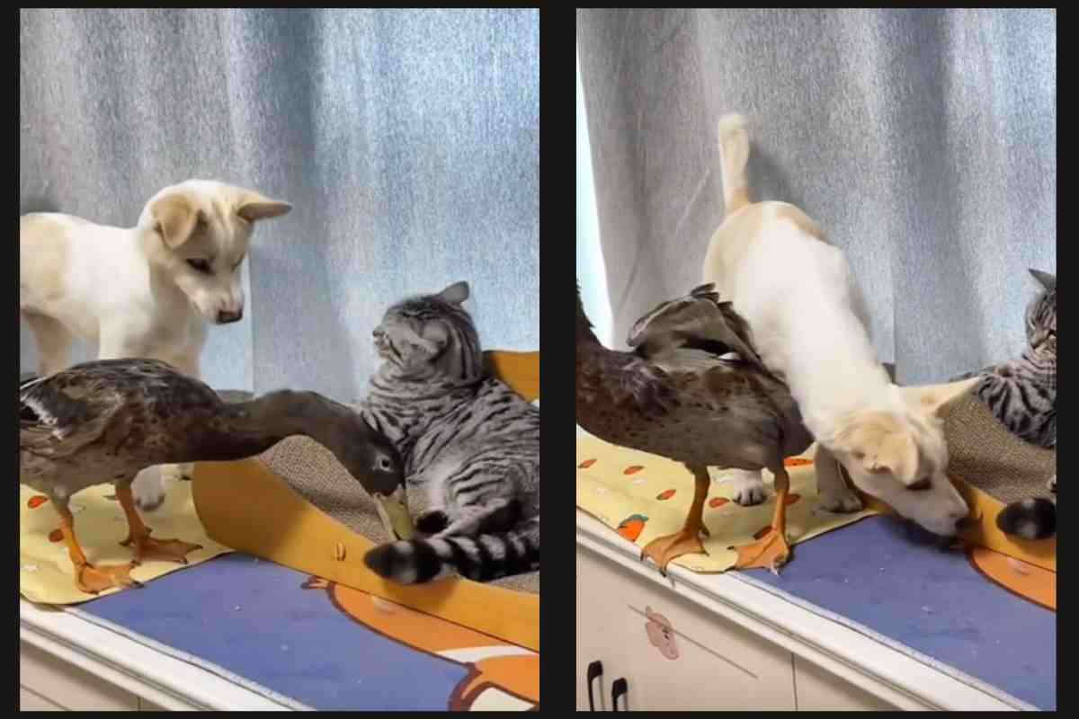 cane anatra gatto