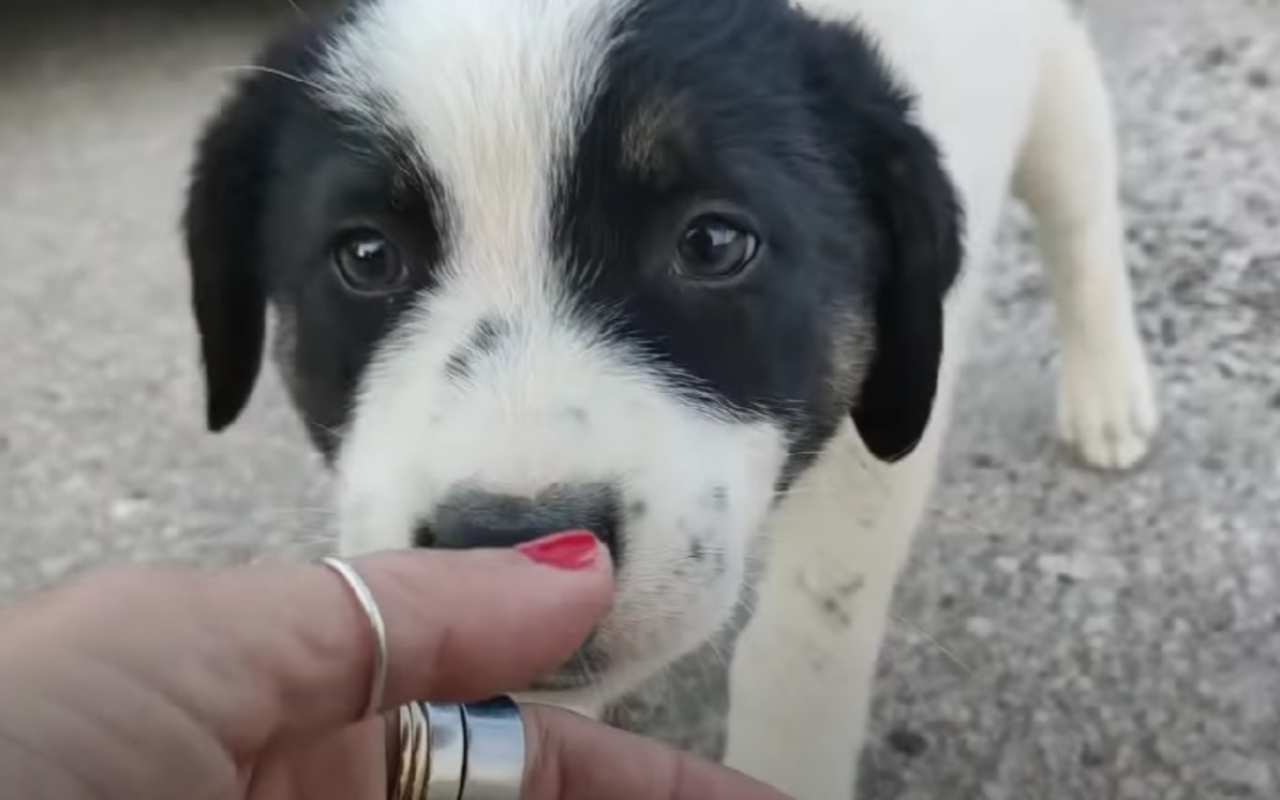 Cagnolino spunta dal nulla