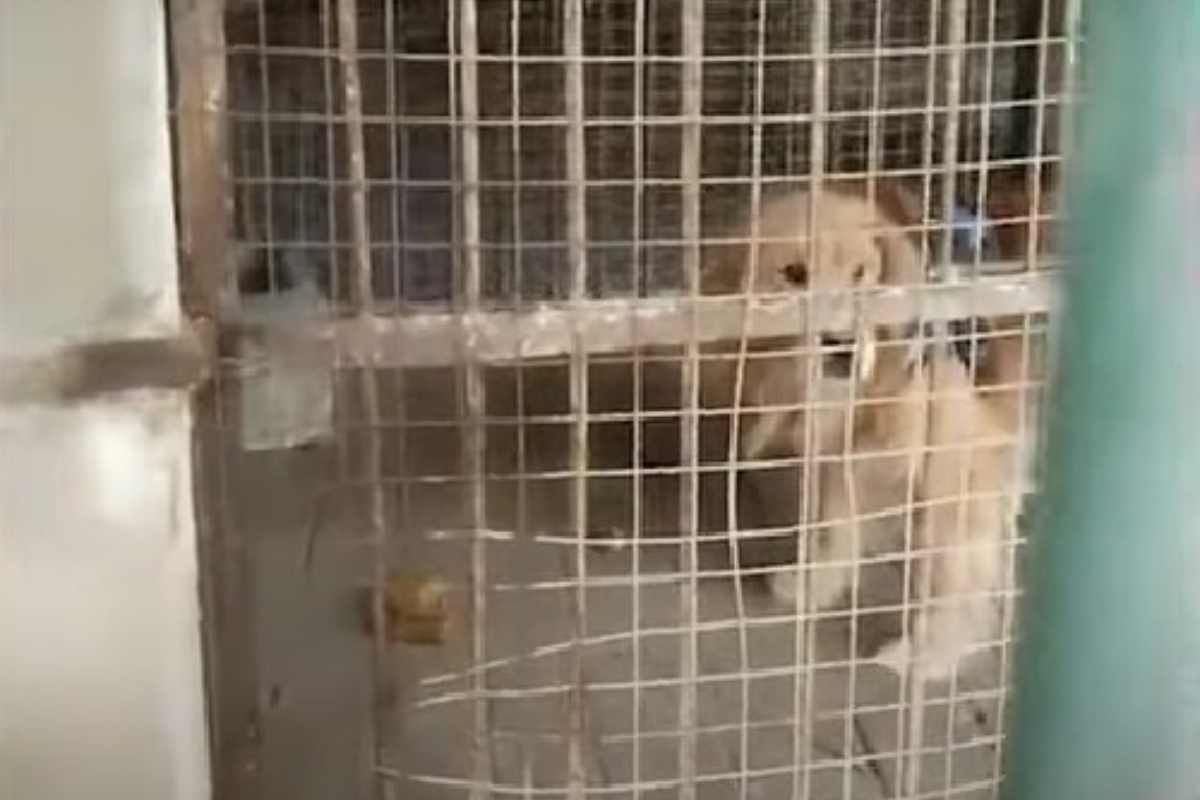 Cane al posto di un leone nello zoo