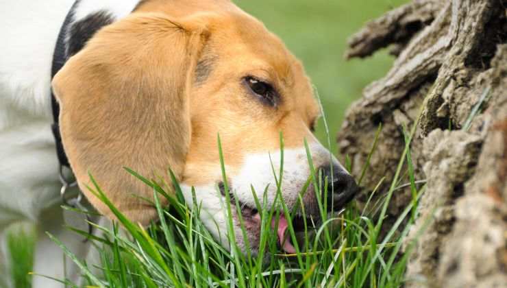 Cane mangia l'erba