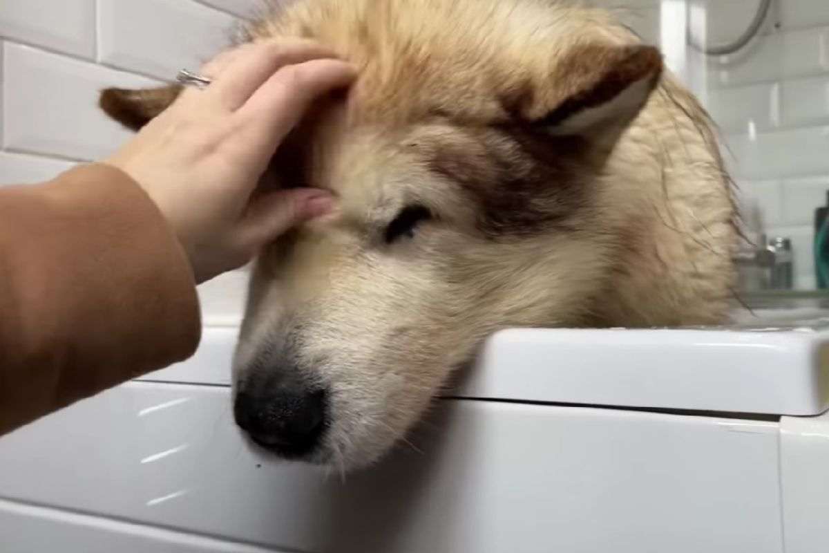 Cane non vuole fare il bagnetto