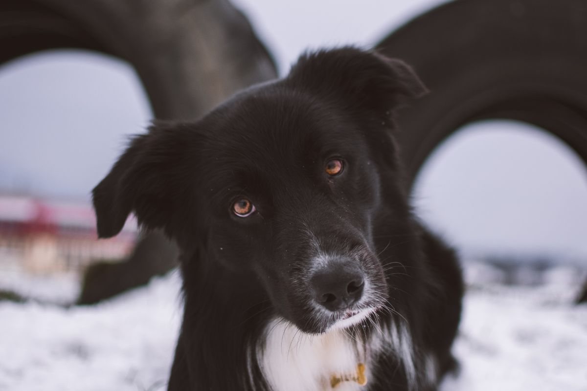 Cane piega la testa se gli parli