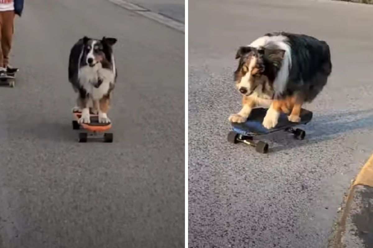 Cane va sullo skate