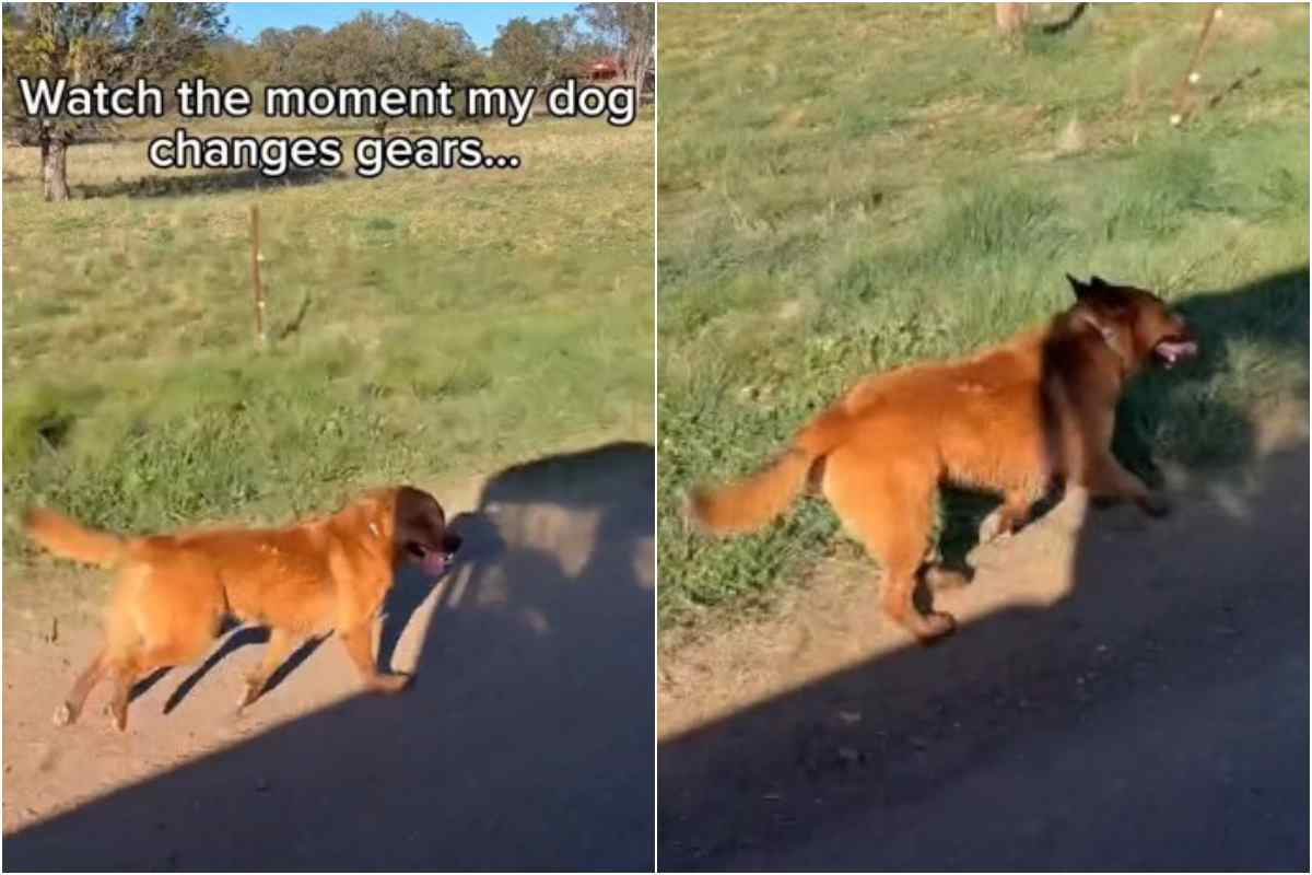 Il cane che corre a pari passo con il trattore