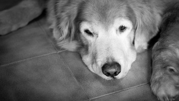 Il cane si isola