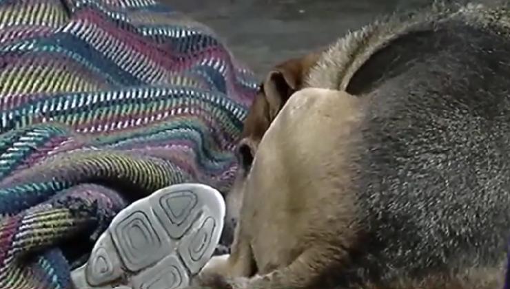 cane affronta il lutto