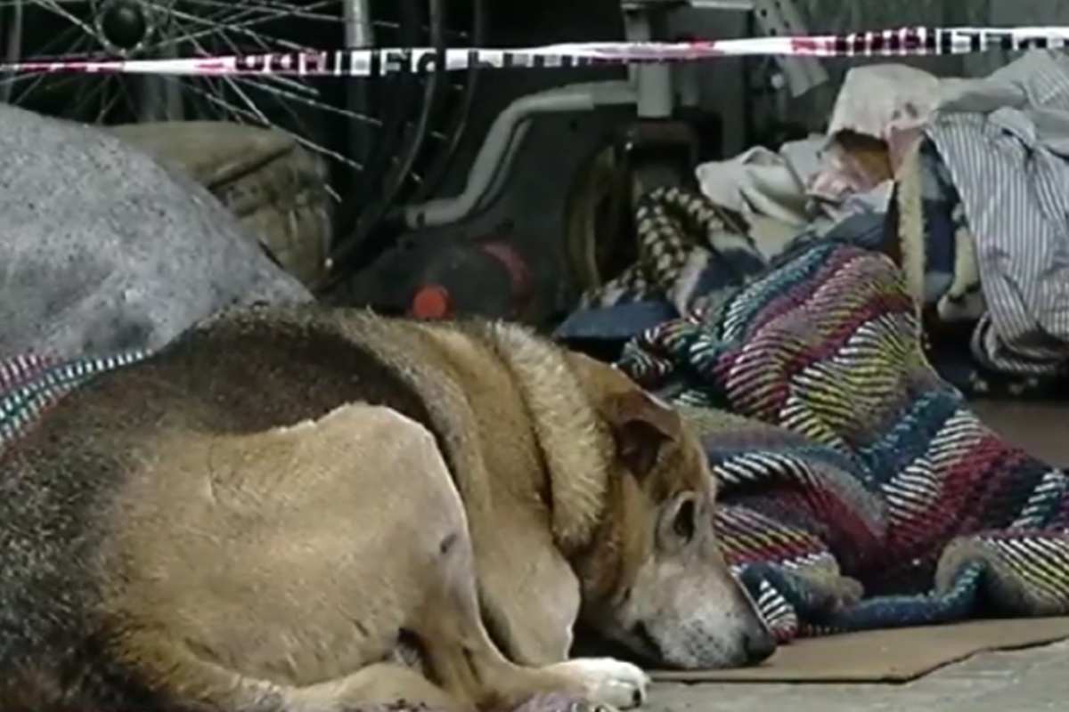 cane non lascia corpo senzatetto