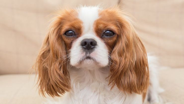 Cavalier King