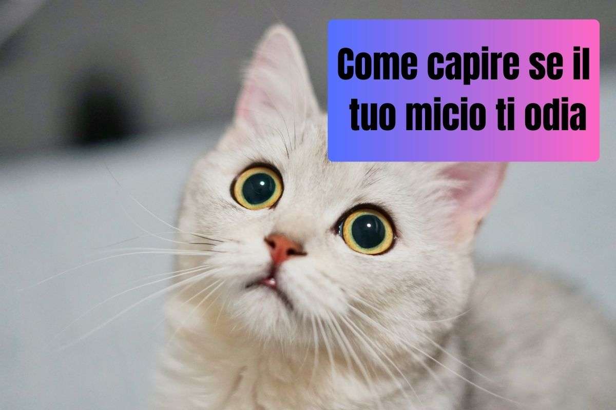 Come capire se il tuo micio ti odia