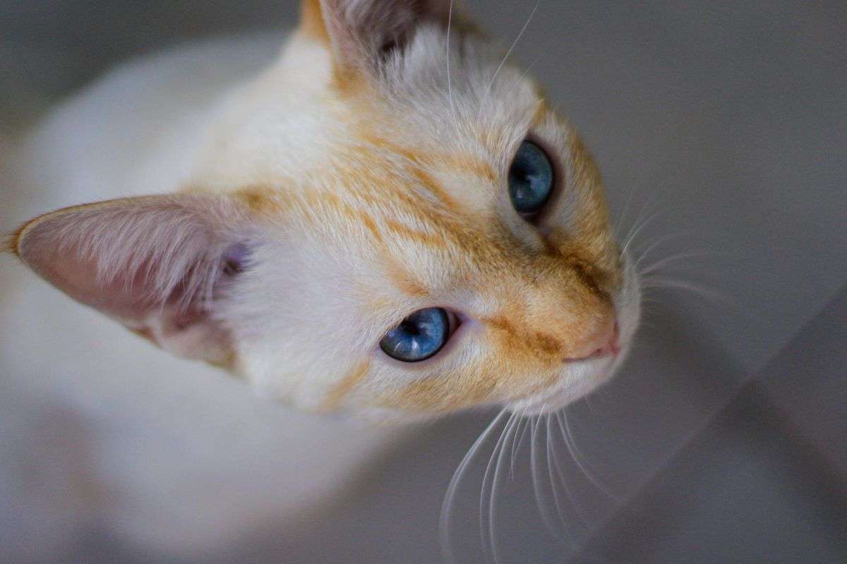 Cosa fa il gatto quando non sei in casa