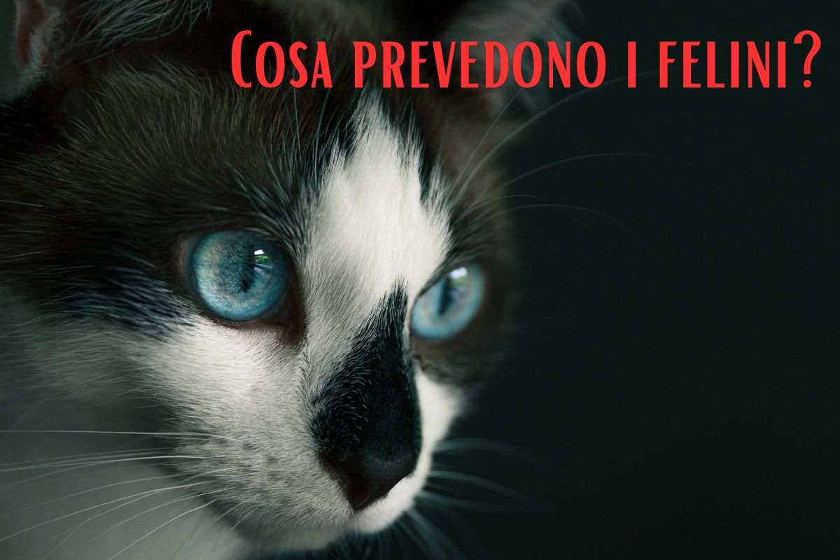 Cosa prevedono i gatti