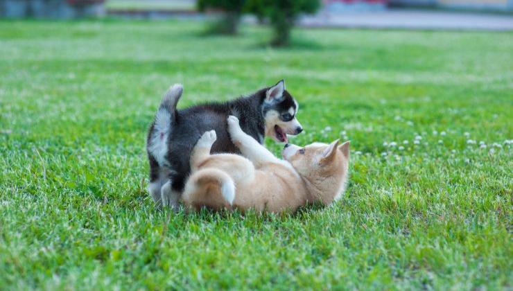 Cuccioli in un prato