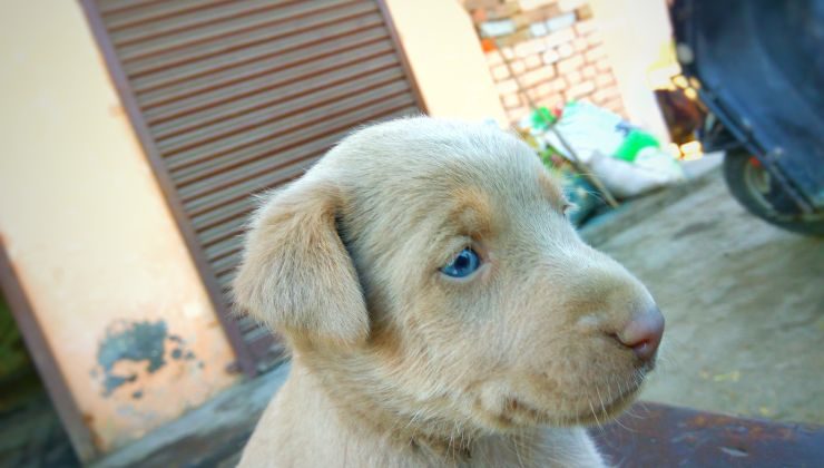 Cucciolo di cane