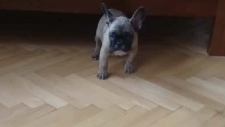 Cucciolo di bulldog francese