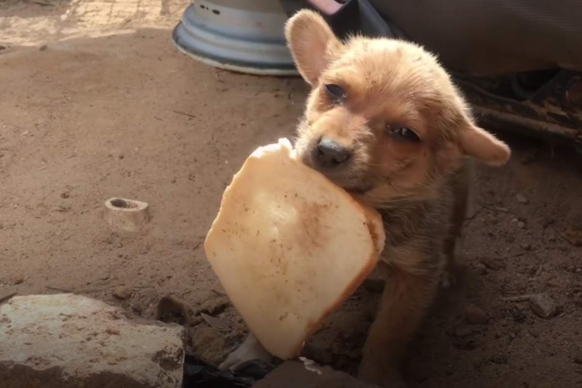 cane offre pane