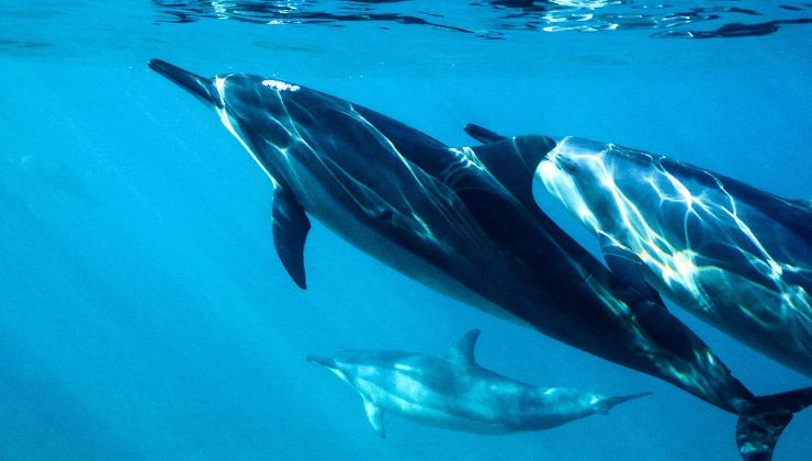 delfini salvano uomo