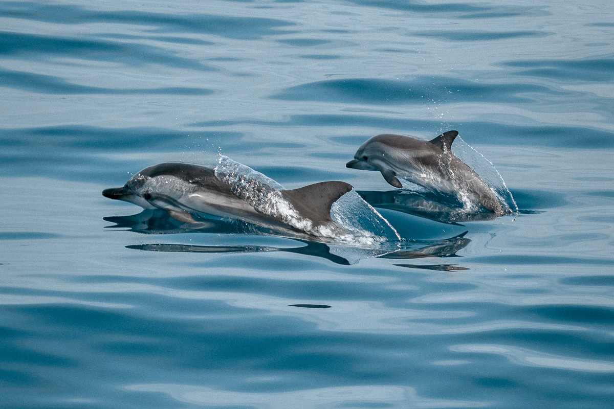 Delfini salvano uomo