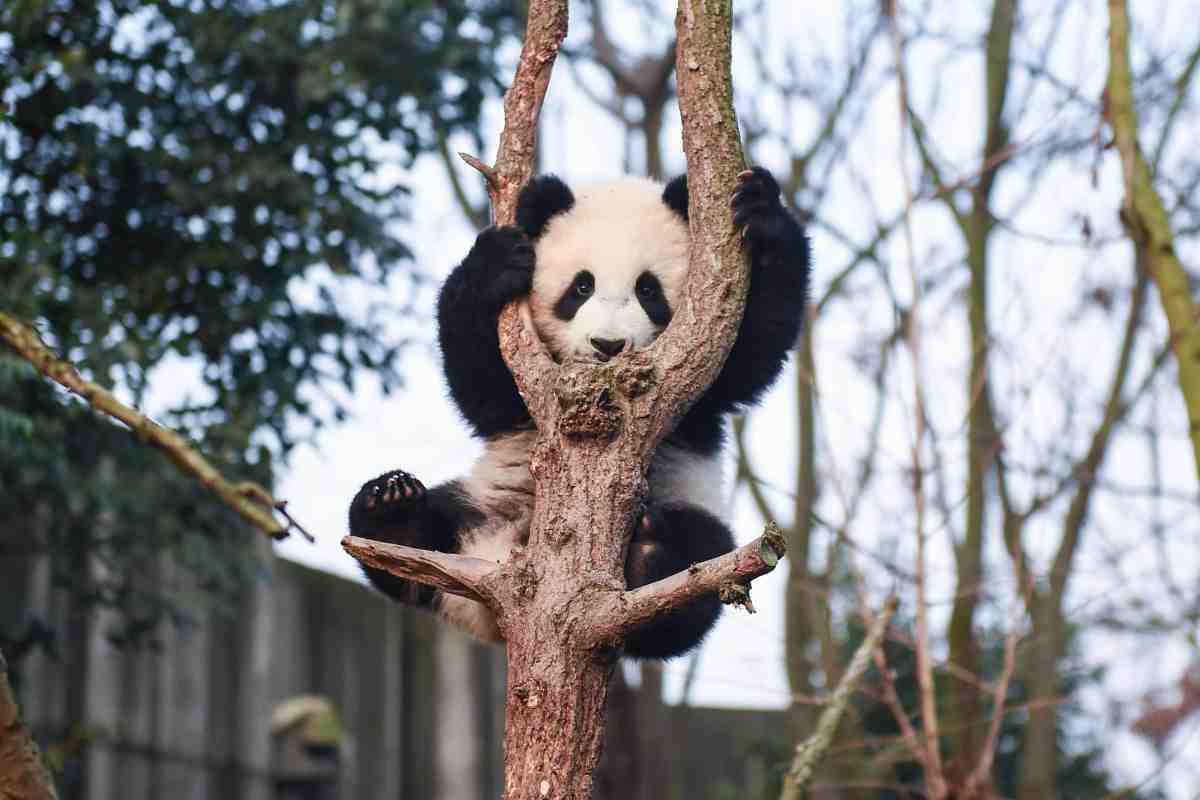 Il lavoro più bello del mondo riguarda i panda