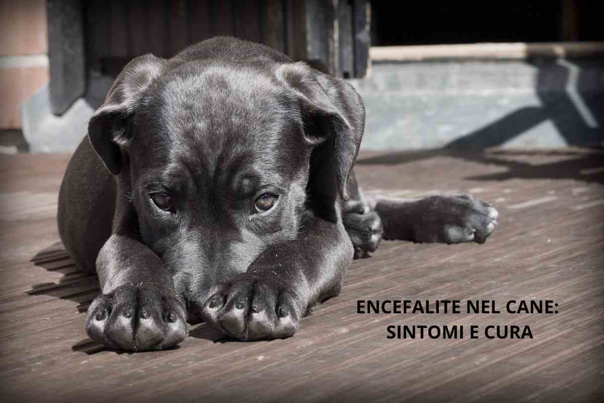 Encefalite nel cane