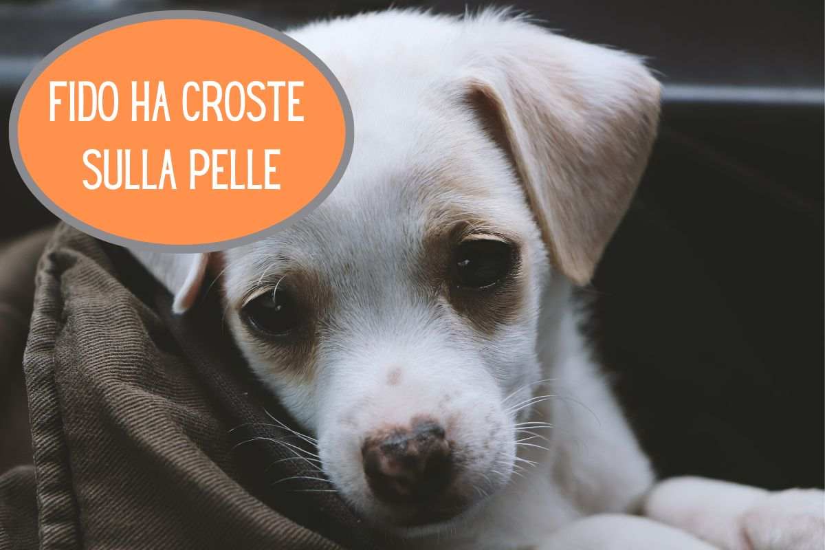 Il cane ha croste sulla pelle