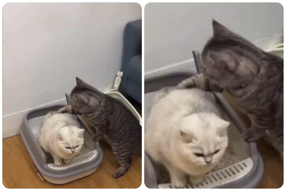 gatti si aiutano
