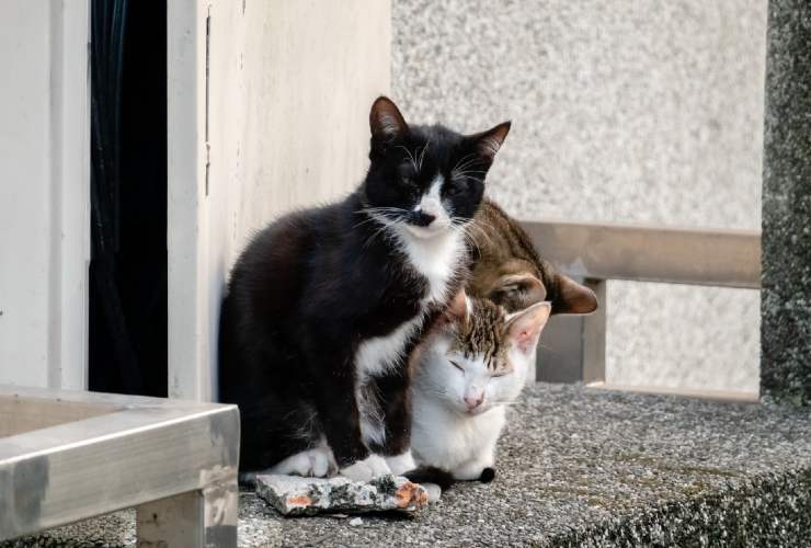 La storia di questo gatto randagio ha commosso il web