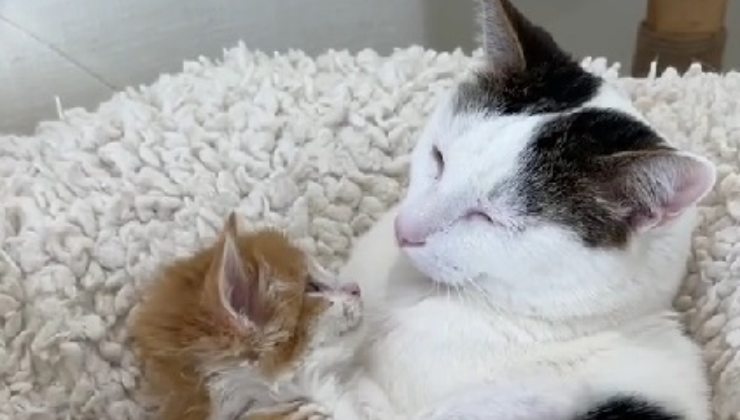 Gattino e gatto anziano 