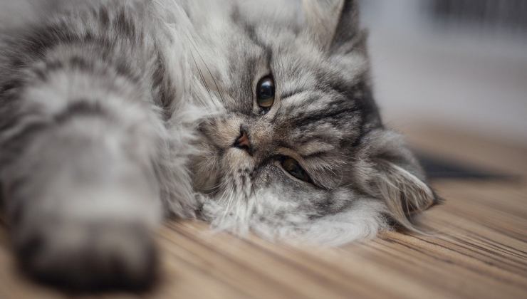 Gatto allunga la zampa