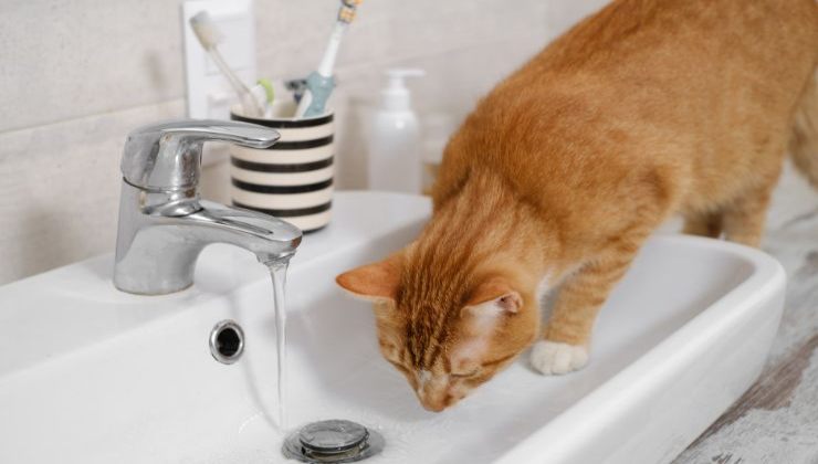 Gatto si disseta dal lavabo