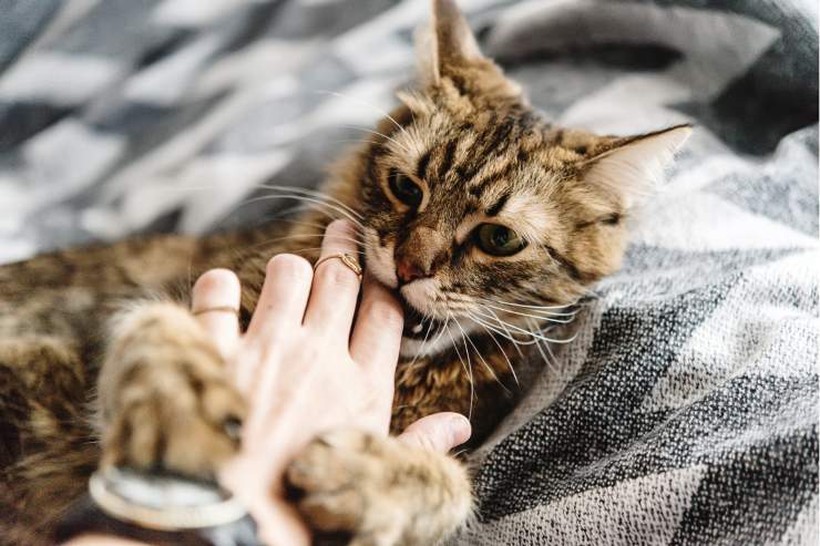 Gatto morso sulla mano