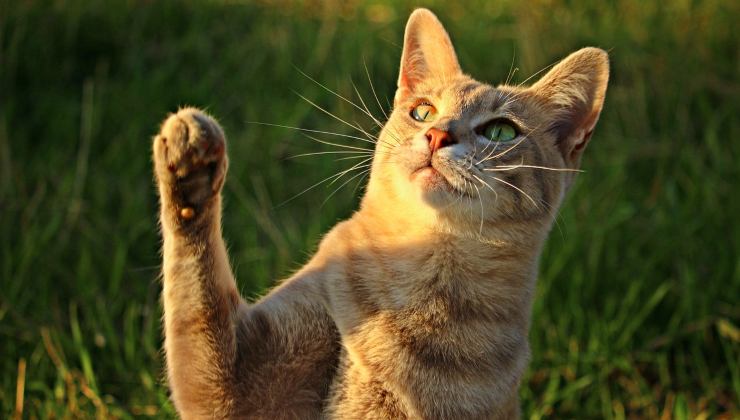 Gatto con zampa alzata