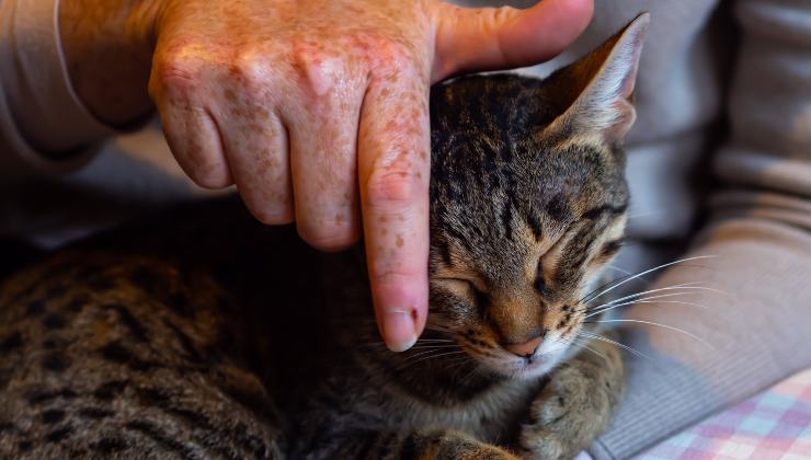 gatto di razza Savannah 