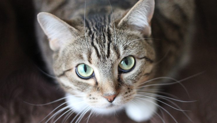 gatto in primo piano 