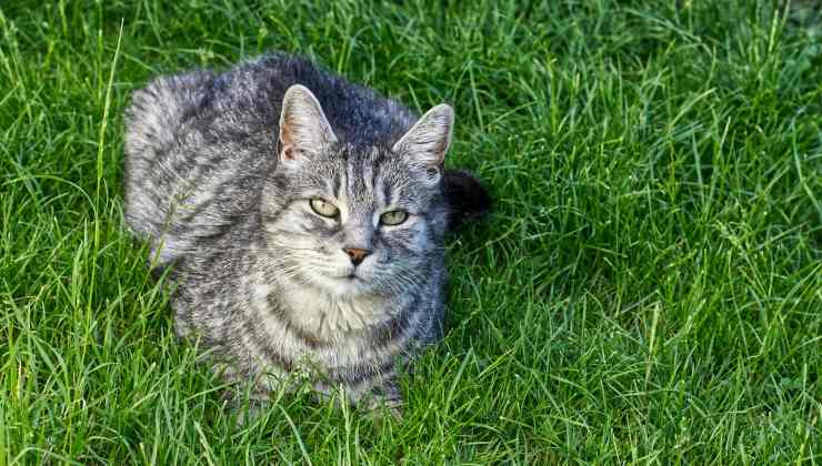 gatto nell'erba 